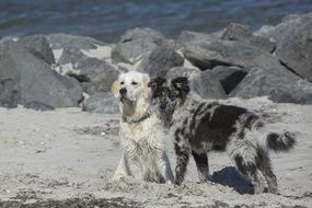 dogs breed golden retriever frolic near the rocks