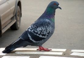 pigeon on the pavement on a city street
