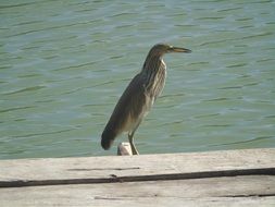 heron near a pond in thailand