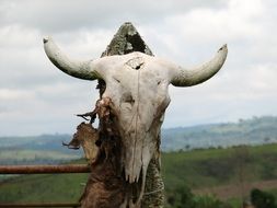 skull with horns
