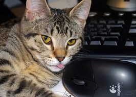 Tabby Cat And Keybord and Mouse