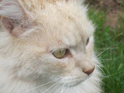 photo portrait of a white cat