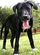 black labrador puppy with tongue hanging out on the meadow