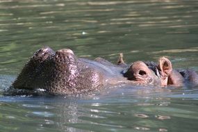 hippo in the animal world of africa