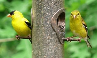 American Goldfinches are sitting on a feeding trough close-up on blurred background