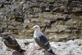 birds on the cliff edge