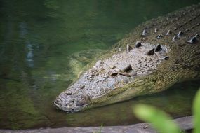 Crocodile Wild Reptile