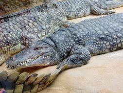 crocodiles lie on a stone