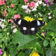 Black and white butterfly on a flower