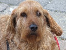 Portrait of cute shaggy dog