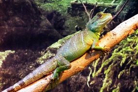 green reptile on a wooden beam