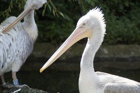 dalmatian pelican in spring dress