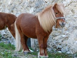 shetland pony with heavy coat