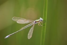 Dragonfly in summer