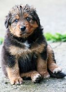 Sweet cheeky puppy