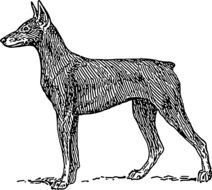 graphic image of doberman