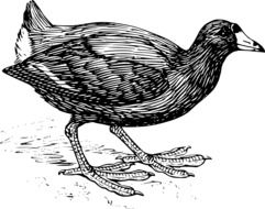 Black and white drawing of the coot clipart