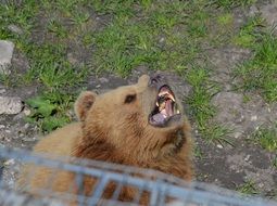 tired brown bear in an aviary