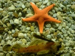 Starfish and fish in a water