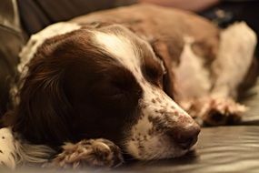 sleeping brown spaniel close up