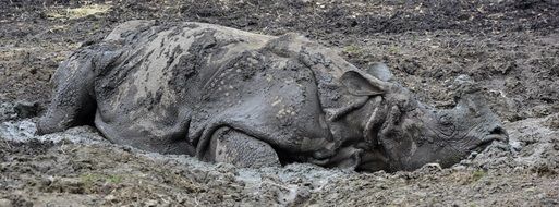 rhino resting in mud