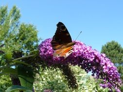 butterfly on a lush purple inflorescence under the bright sun