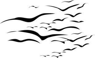 drawings of flying birds on a white background