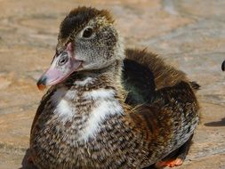 young female duck