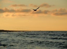 Seagull over the evening sea