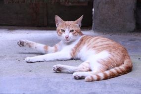 White orange kitty