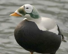 colorful eider by the pond close-up on blurred background