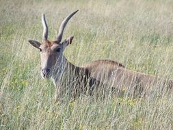 beautiful and cute Wilds Antelope