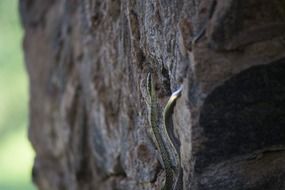 Snake on a rock