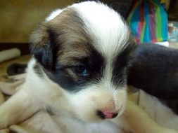 tricolor Puppy Dog face close up