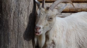 white farm goat