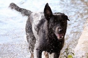 black dog and splashing water