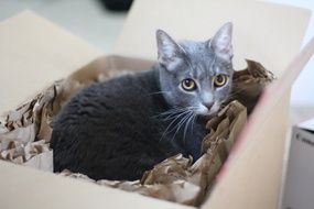 gray kitty in box