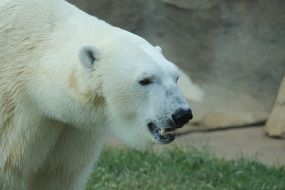 beautiful Polar Bear