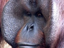 portrait of an orangutan