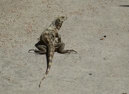 monitor on tbe beach in Costa Rica