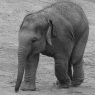 cute young elephant