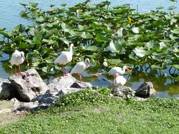 white ibis flock on coast, usa, florida
