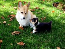 cute domestic dogs outdoor