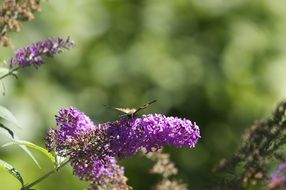 attractive Lilac Butterfly