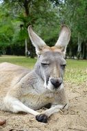 relaxing kangaroo in Australia