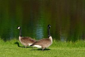 canadian geese walk on green grass by the river