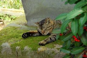 Cat is sleeping in the garden in Kawagoe