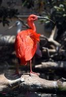 red Ibis on dry wood