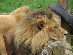 portrait of attractive Lion