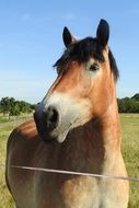 home horse on a farm